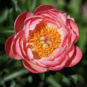 Coral Charm Peony Seeds - 10 Count Pack - Perennial Heirloom Flower Seeds for Garden - Image 7