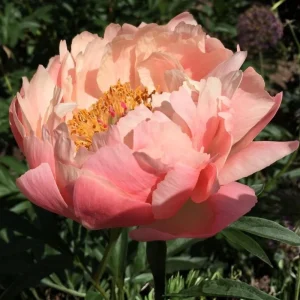 Coral Charm Peony Seeds - 10 Count Pack - Perennial Heirloom Flower Seeds for Garden - Image 8