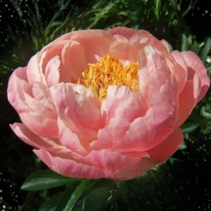 Coral Charm Peony Seeds - 10 Count Pack - Perennial Heirloom Flower Seeds for Garden - Image 9