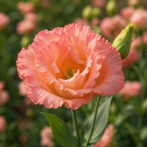 Coral Eustoma Lisianthus Seeds - 20 Seeds - Vibrant Double Rose-Like Blooms - Cut Flower - Image 12