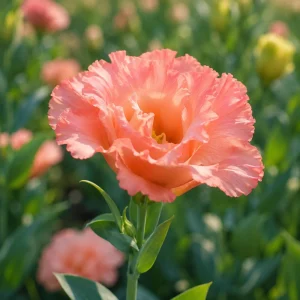 Coral Eustoma Lisianthus Seeds - 20 Seeds - Vibrant Double Rose-Like Blooms - Cut Flower - Image 2
