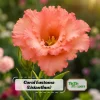 Coral Eustoma Lisianthus Seeds - 20 Seeds - Vibrant Double Rose-Like Blooms - Cut Flower - Image 1
