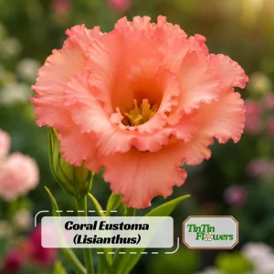 Coral Eustoma Lisianthus Seeds - 20 Seeds - Vibrant Double Rose-Like Blooms - Cut Flower - Image 1