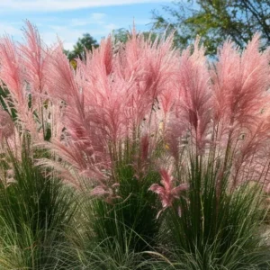 Cortaderia Pink Pampas Grass Plant, Ornamental Grass 4-6in Tall - Image 2