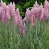 Cortaderia Pink Pampas Grass Plant, Ornamental Grass 4-6in Tall - Image 1