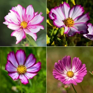 Cosmos Seeds - Candy Stripe & Picotee Flower Seeds - 50 Pack - Easy Grow - Image 10