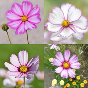 Cosmos Seeds - Candy Stripe & Picotee Flower Seeds - 50 Pack - Easy Grow - Image 11