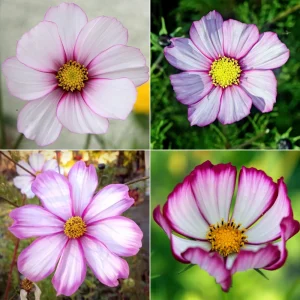 Cosmos Seeds - Candy Stripe & Picotee Flower Seeds - 50 Pack - Easy Grow - Image 12