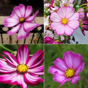 Cosmos Seeds - Candy Stripe & Picotee Flower Seeds - 50 Pack - Easy Grow - Image 13