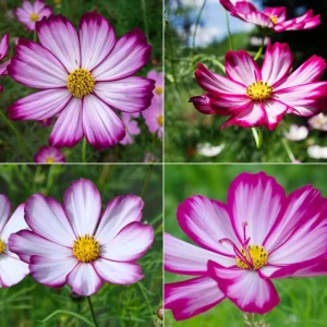 Cosmos Seeds - Candy Stripe & Picotee Flower Seeds - 50 Pack - Easy Grow - Image 14