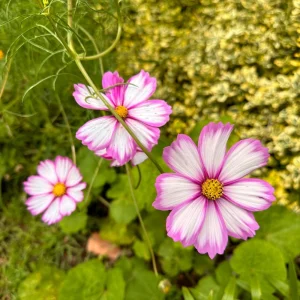 Cosmos Seeds - Candy Stripe & Picotee Flower Seeds - 50 Pack - Easy Grow - Image 15