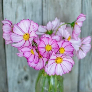 Cosmos Seeds - Candy Stripe & Picotee Flower Seeds - 50 Pack - Easy Grow - Image 16