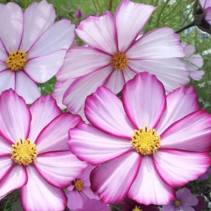 Cosmos Seeds - Candy Stripe & Picotee Flower Seeds - 50 Pack - Easy Grow - Image 17