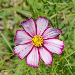 Cosmos Seeds - Candy Stripe & Picotee Flower Seeds - 50 Pack - Easy Grow - Image 18