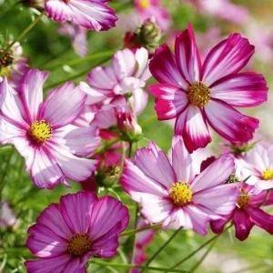 Cosmos Seeds - Candy Stripe & Picotee Flower Seeds - 50 Pack - Easy Grow - Image 2