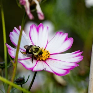 Cosmos Seeds - Candy Stripe & Picotee Flower Seeds - 50 Pack - Easy Grow - Image 3