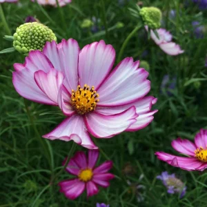 Cosmos Seeds - Candy Stripe & Picotee Flower Seeds - 50 Pack - Easy Grow - Image 4