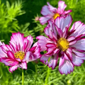 Cosmos Seeds - Candy Stripe & Picotee Flower Seeds - 50 Pack - Easy Grow - Image 5