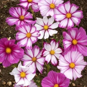 Cosmos Seeds - Candy Stripe & Picotee Flower Seeds - 50 Pack - Easy Grow - Image 6