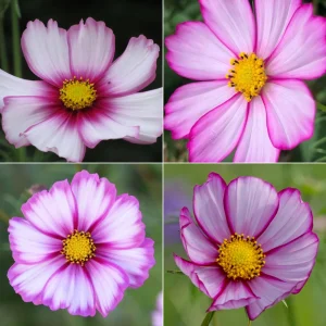 Cosmos Seeds - Candy Stripe & Picotee Flower Seeds - 50 Pack - Easy Grow - Image 7