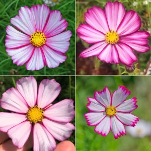 Cosmos Seeds - Candy Stripe & Picotee Flower Seeds - 50 Pack - Easy Grow - Image 8