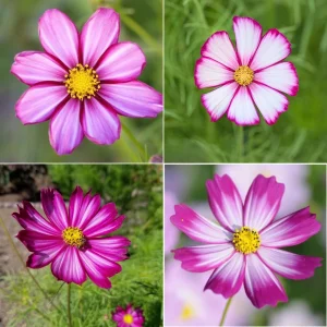 Cosmos Seeds - Candy Stripe & Picotee Flower Seeds - 50 Pack - Easy Grow - Image 9