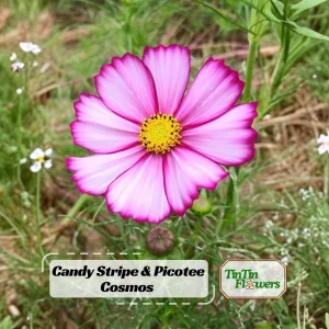Cosmos Seeds - Candy Stripe & Picotee Flower Seeds - 50 Pack - Easy Grow - Image 1