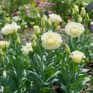 Cream Lisianthus Seeds (Eustoma grandiflorum) - Double Rose-Like Flowers - 20 Seeds - Image 11