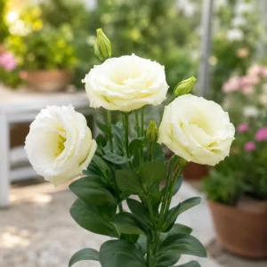 Cream Lisianthus Seeds (Eustoma grandiflorum) - Double Rose-Like Flowers - 20 Seeds - Image 12