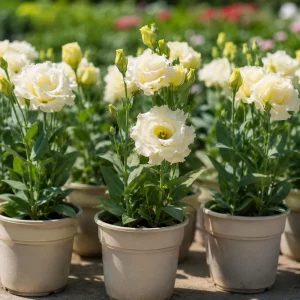 Cream Lisianthus Seeds (Eustoma grandiflorum) - Double Rose-Like Flowers - 20 Seeds - Image 3