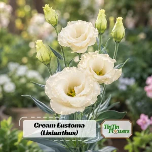Cream Lisianthus Seeds (Eustoma grandiflorum) - Double Rose-Like Flowers - 20 Seeds - Image 1