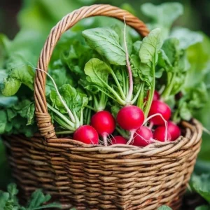Crimson Giant Radish Seeds - 30 Heirloom Fast Growing Red Radish Seeds - Image 12