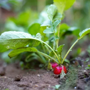 Crimson Giant Radish Seeds - 30 Heirloom Fast Growing Red Radish Seeds - Image 15