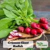 Crimson Giant Radish Seeds - 30 Heirloom Fast Growing Red Radish Seeds - Image 1