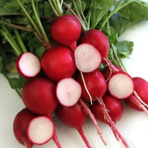 Crimson Giant Radish Seeds - 30 Heirloom Fast Growing Red Radish Seeds - Image 2