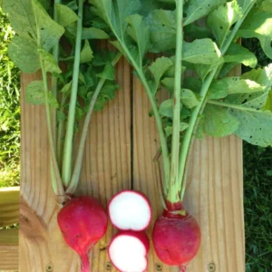 Crimson Giant Radish Seeds - 30 Heirloom Fast Growing Red Radish Seeds - Image 3