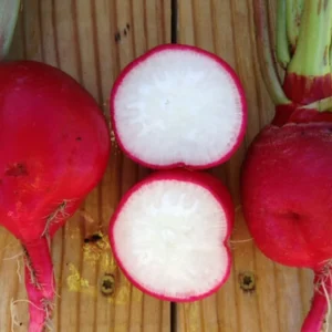Crimson Giant Radish Seeds - 30 Heirloom Fast Growing Red Radish Seeds - Image 4