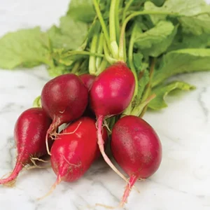 Crimson Giant Radish Seeds - 30 Heirloom Fast Growing Red Radish Seeds - Image 5