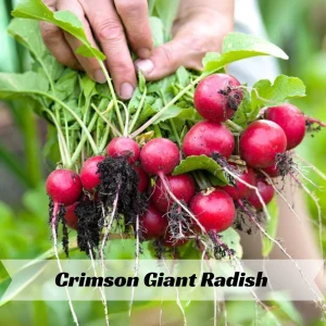 Crimson Giant Radish Seeds - 30 Heirloom Fast Growing Red Radish Seeds - Image 8
