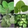 Cuban Oregano Live Plant - Mexican Mint Medicinal Herb, 2 Stems, 5-7" Tall, Indoor/Outdoor - Image 1