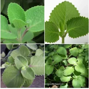 Cuban Oregano Live Plant - Mexican Mint Medicinal Herb, 2 Stems, 5-7" Tall, Indoor/Outdoor - Image 1