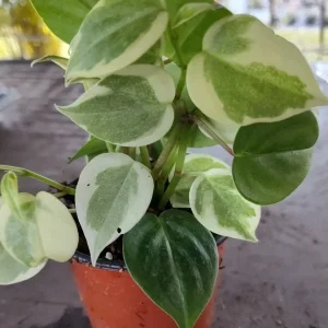 Cupid Peperomia Mix Live Plant – Green & Variegated Trailing Vine – 4 Inch Pot - Image 2