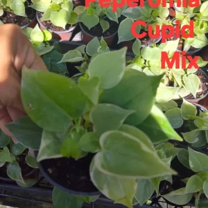 Cupid Peperomia Mix Live Plant – Green & Variegated Trailing Vine – 4 Inch Pot - Image 3