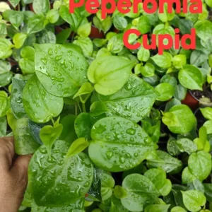 Cupid Peperomia Mix Live Plant – Green & Variegated Trailing Vine – 4 Inch Pot - Image 4