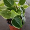 Cupid Peperomia Mix Live Plant – Green & Variegated Trailing Vine – 4 Inch Pot - Image 1