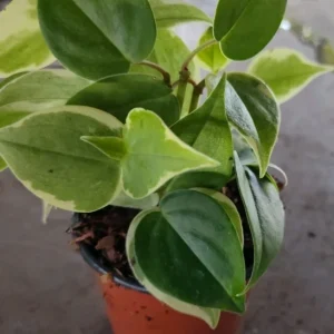 Cupid Peperomia Mix Live Plant – Green & Variegated Trailing Vine – 4 Inch Pot - Image 1