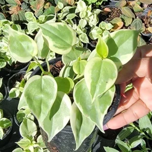 Cupid Peperomia Variegata Live Plant – Trailing Vine in 4 Inch Pot – Indoor/Outdoor - Image 2