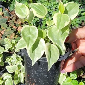 Cupid Peperomia Variegata Live Plant – Trailing Vine in 4 Inch Pot – Indoor/Outdoor - Image 1
