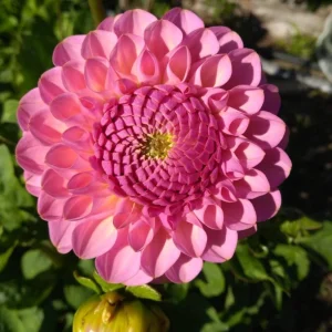 Dahlia Flower Seeds - 40+ Perennial Pollinator-Friendly Heirloom Mix - Image 10