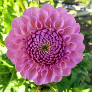 Dahlia Flower Seeds - 40+ Perennial Pollinator-Friendly Heirloom Mix - Image 11